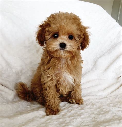 Known for their fun, devoted, and affectionate nature, these adorable dogs make wonderful pets for all kinds of families and living spaces. . Maltipoo for sale los angeles